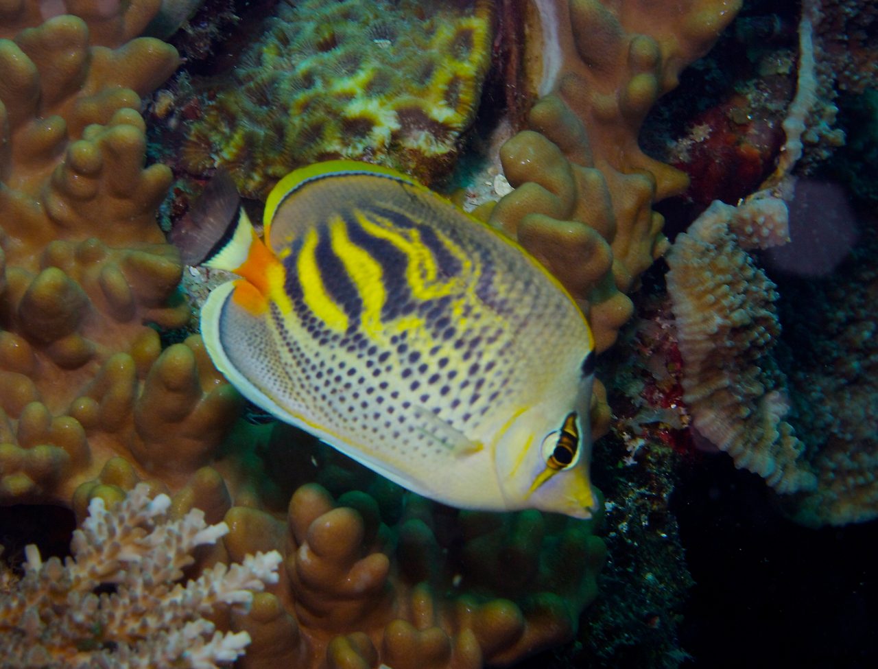 Dot-and-Dash Butterflyfish