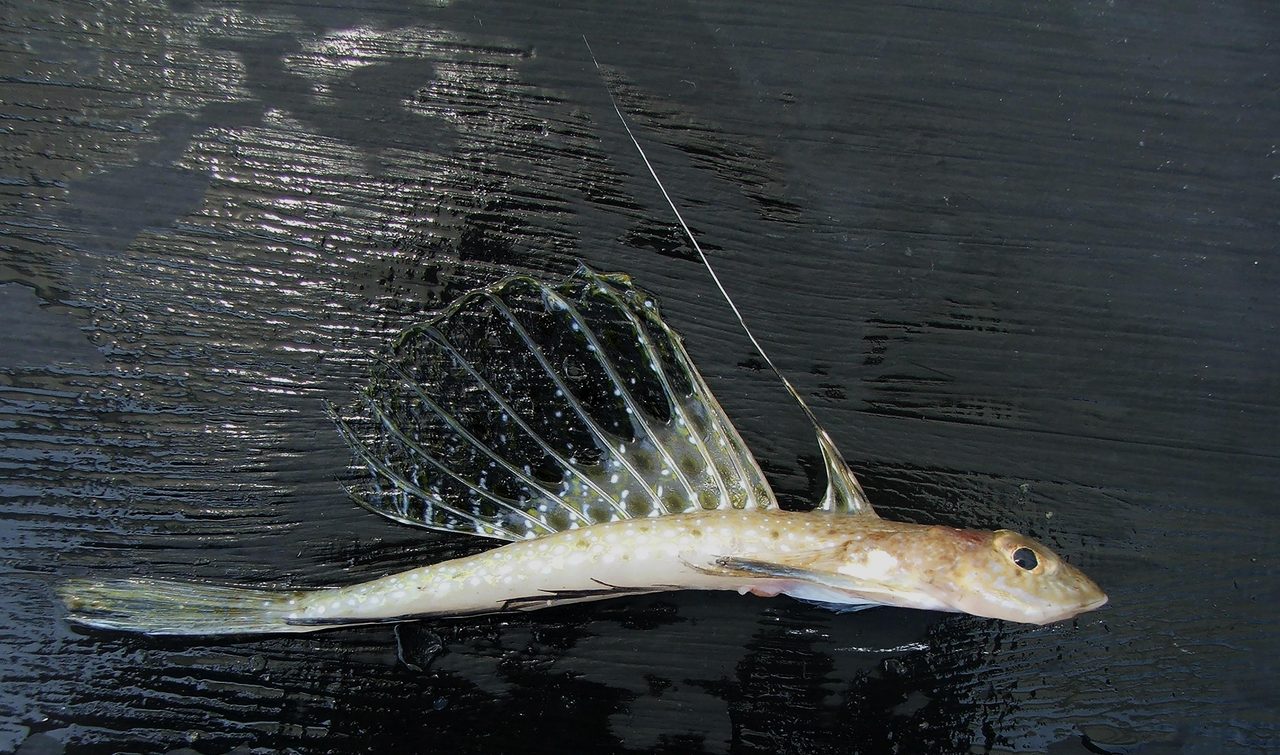 Spotted Dragonet