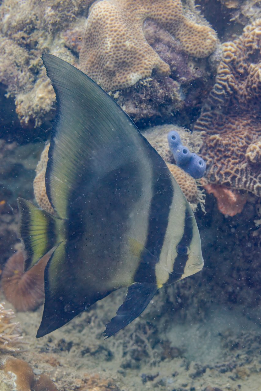 Golden Spadefish