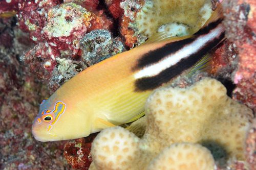 Fine-Spotted Hawkfish