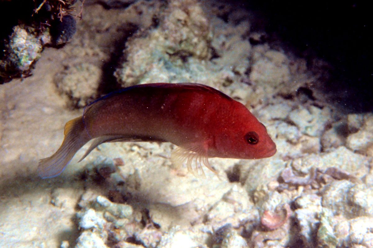 Queensland Dottyback