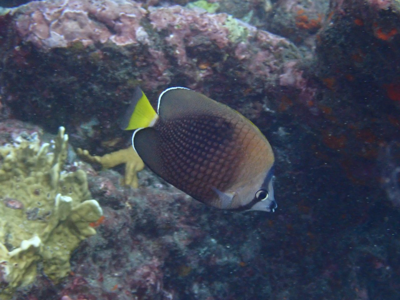 Tahitian Butterflyfish