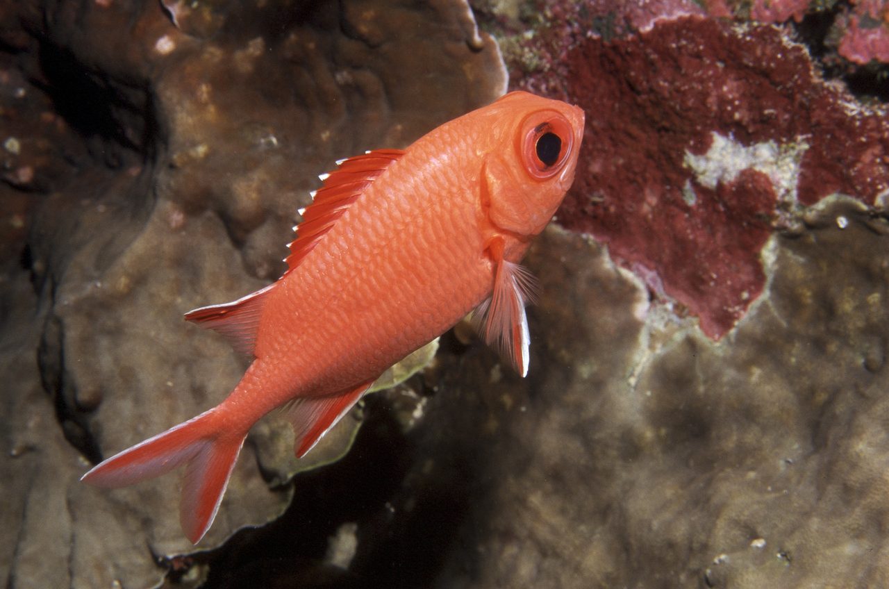 Whitetip Soldierfish