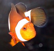 Onyx Clownfish