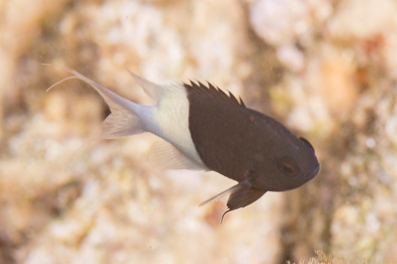 Half-and-Half Chromis
