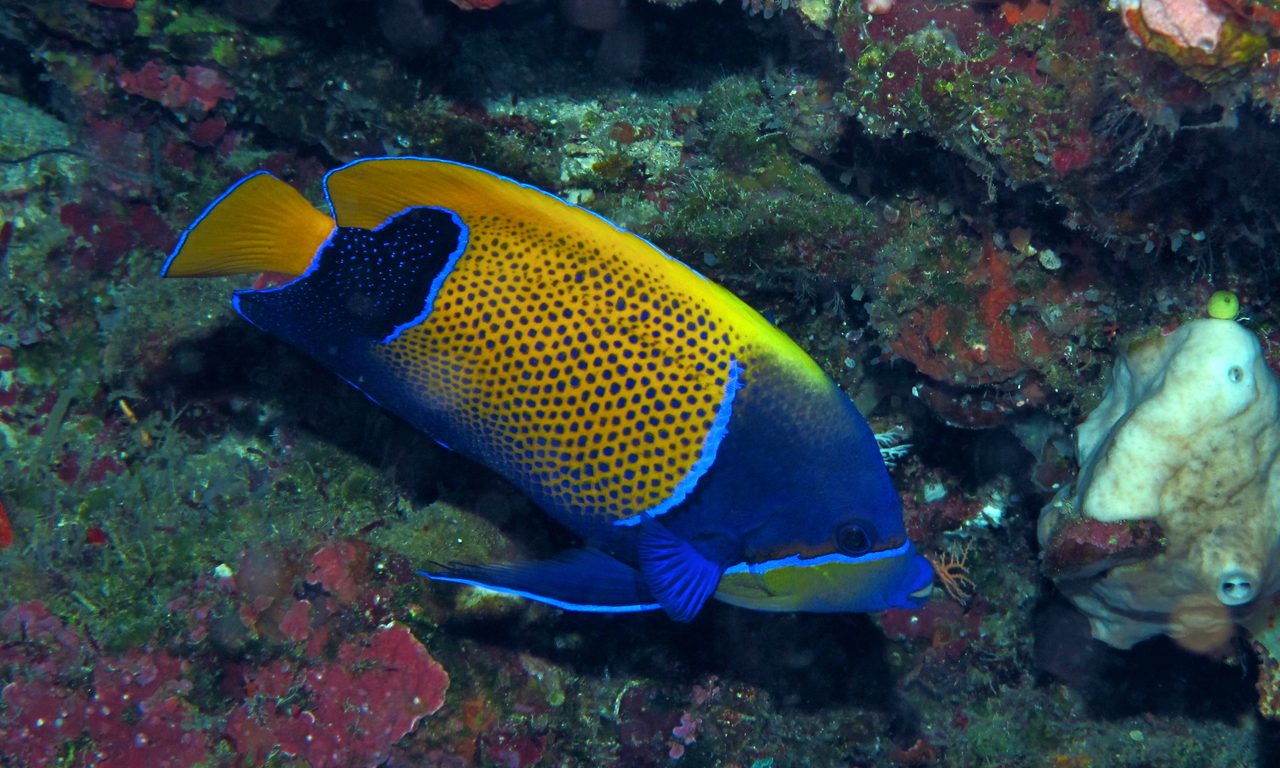 Majestic Angelfish