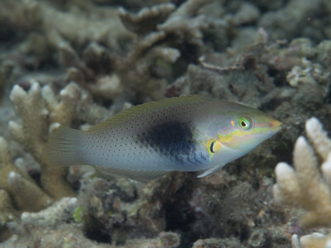 Green Coris Wrasse