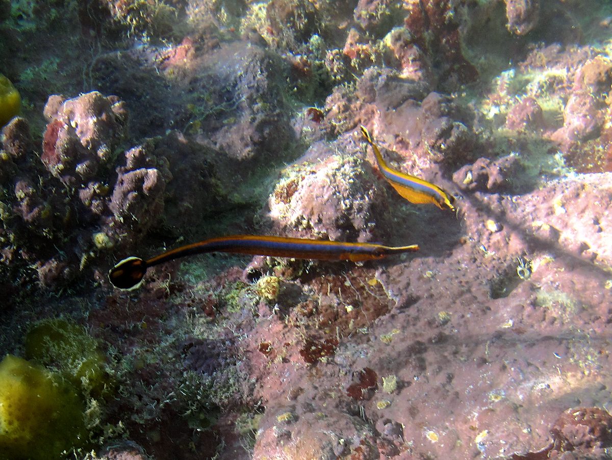 Double-Ended Pipefish