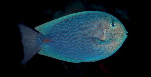 Bluelined Surgeonfish