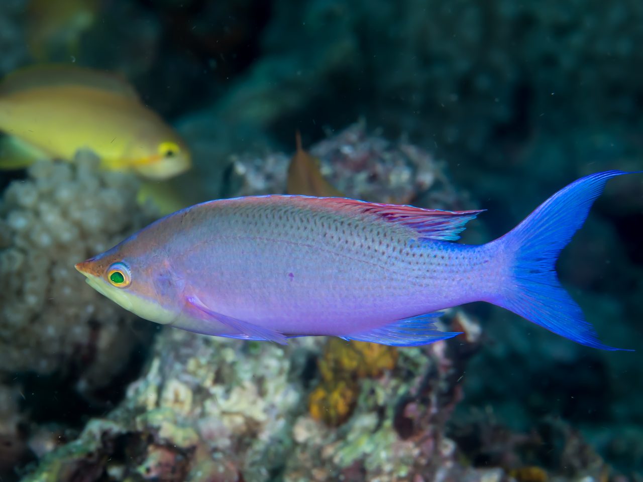 Purple Queen Anthias