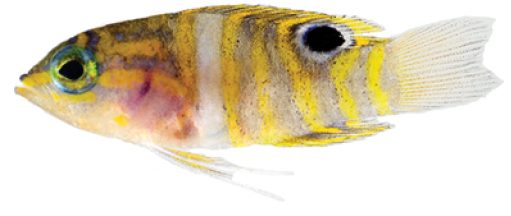 Royal Basslet