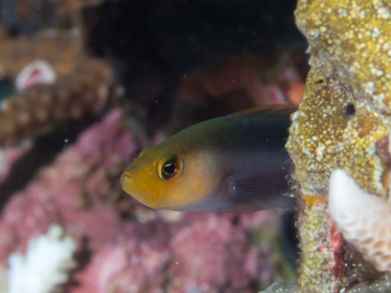 Yellow-Stripe Dottyback