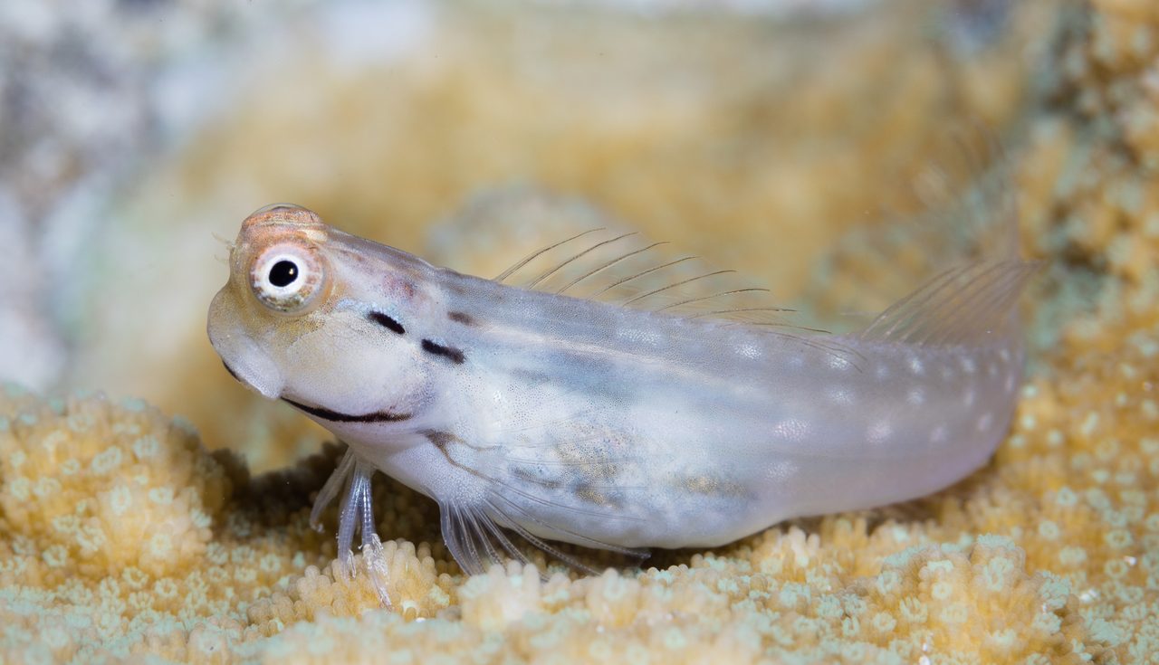 Yaeyama Blenny