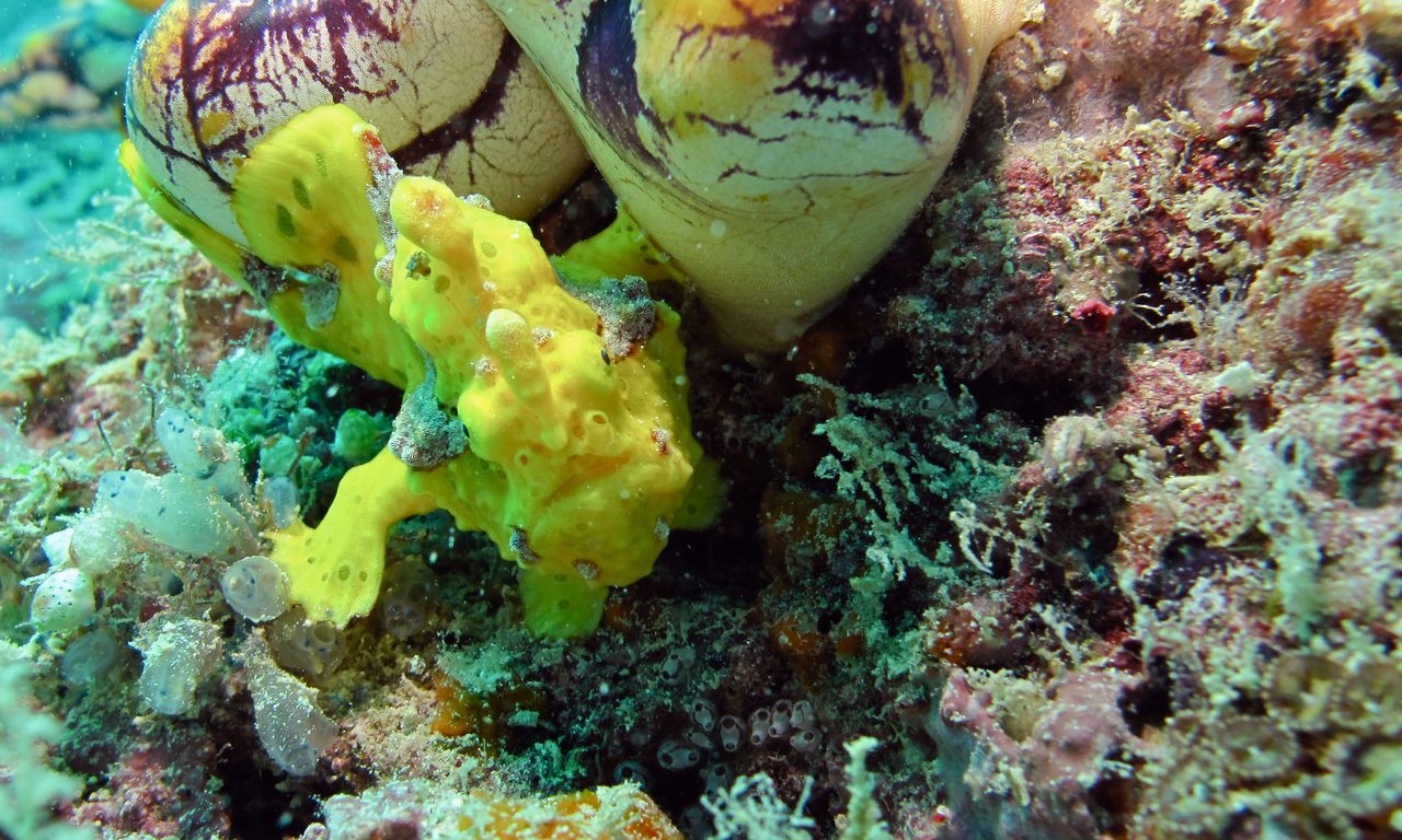 Painted Frogfish