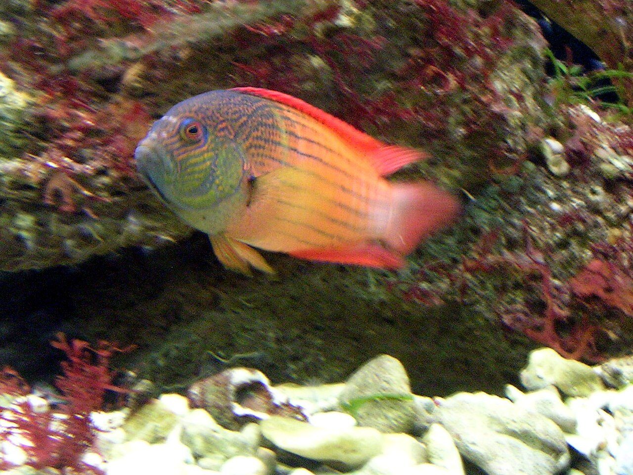 Black-Striped Dottyback