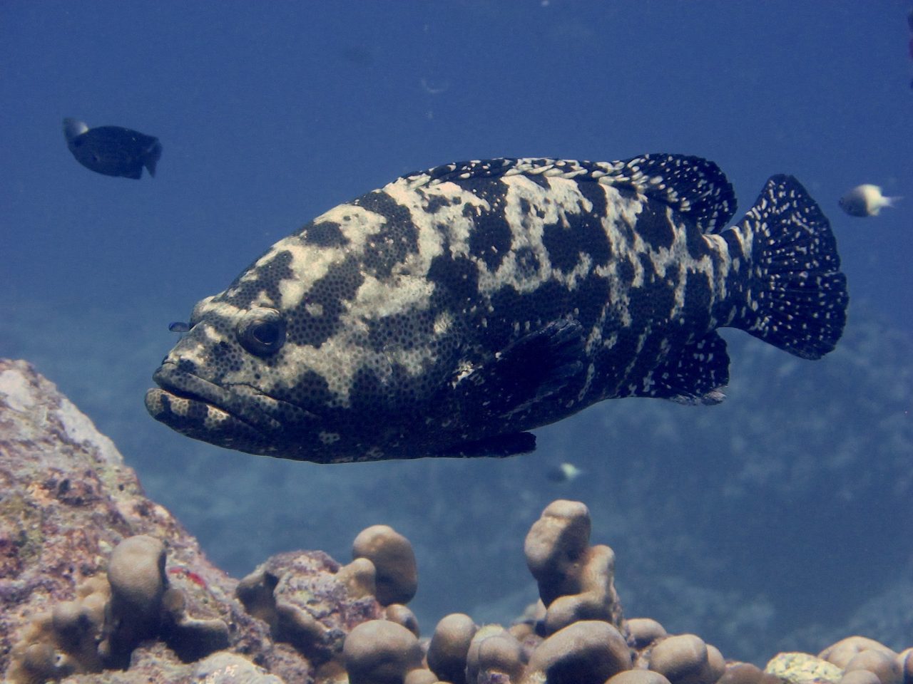 Brown-marbled Grouper