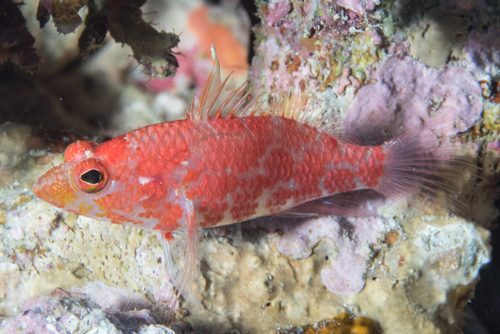 Smooth Anthias