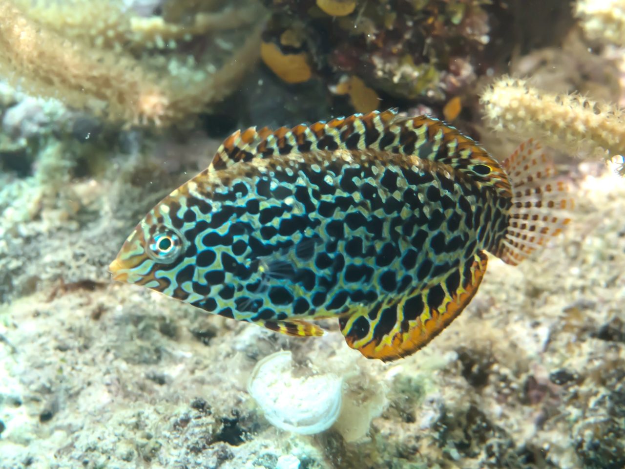 Leopard Wrasse EXPERT ONLY