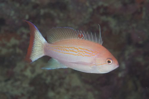 Blood Spot Anthias