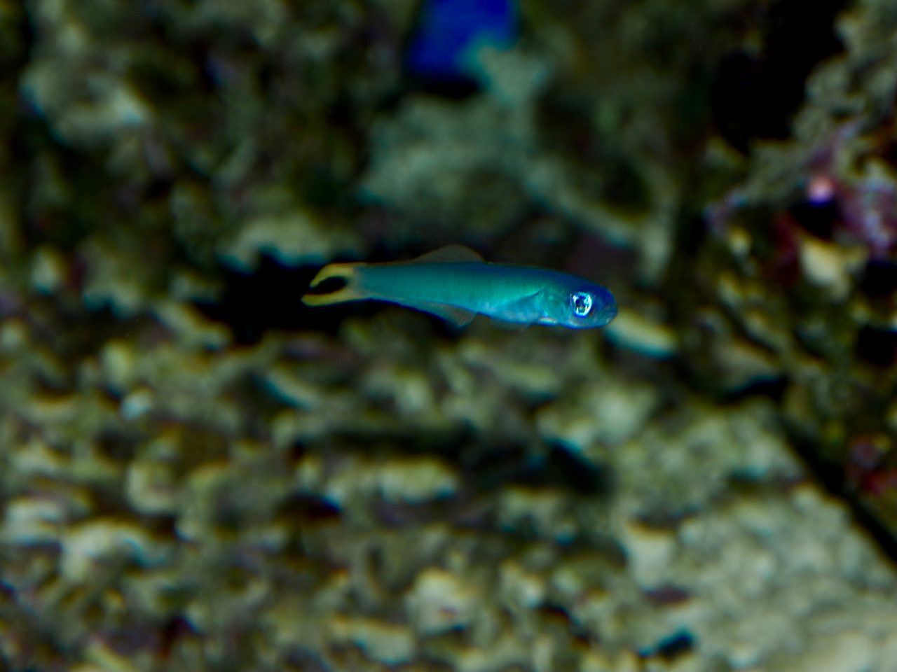 Tail-Spot Dartfish