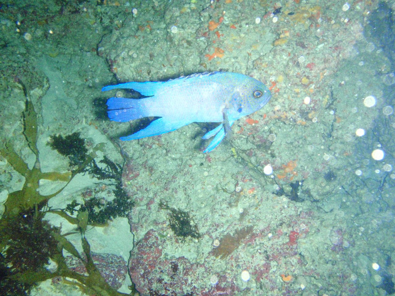 Western Blue Devil