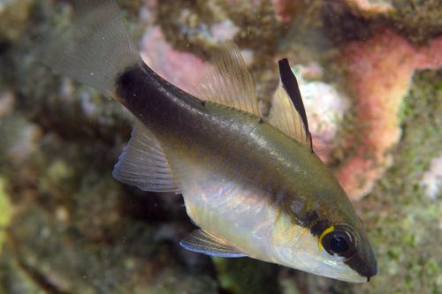 Half-Barred Cardinalfish
