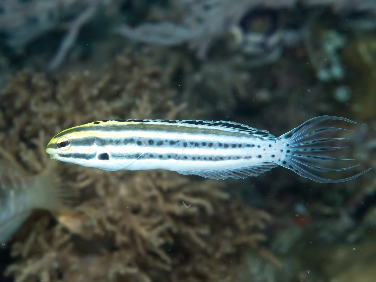 Striped Fangblenny