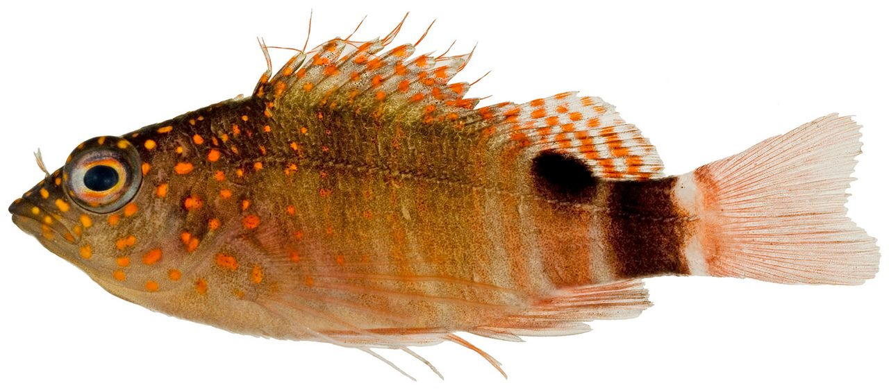 Redspotted Hawkfish