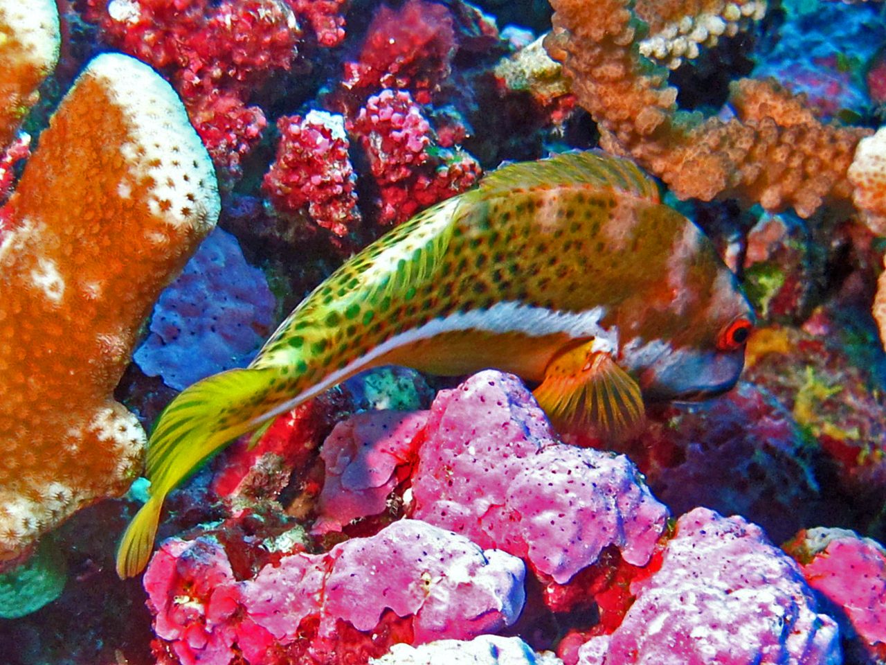 Halfspotted Hawkfish