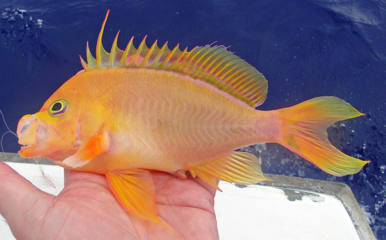 Borbonius Anthias