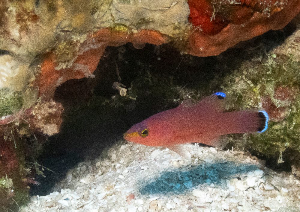Cave Basslet