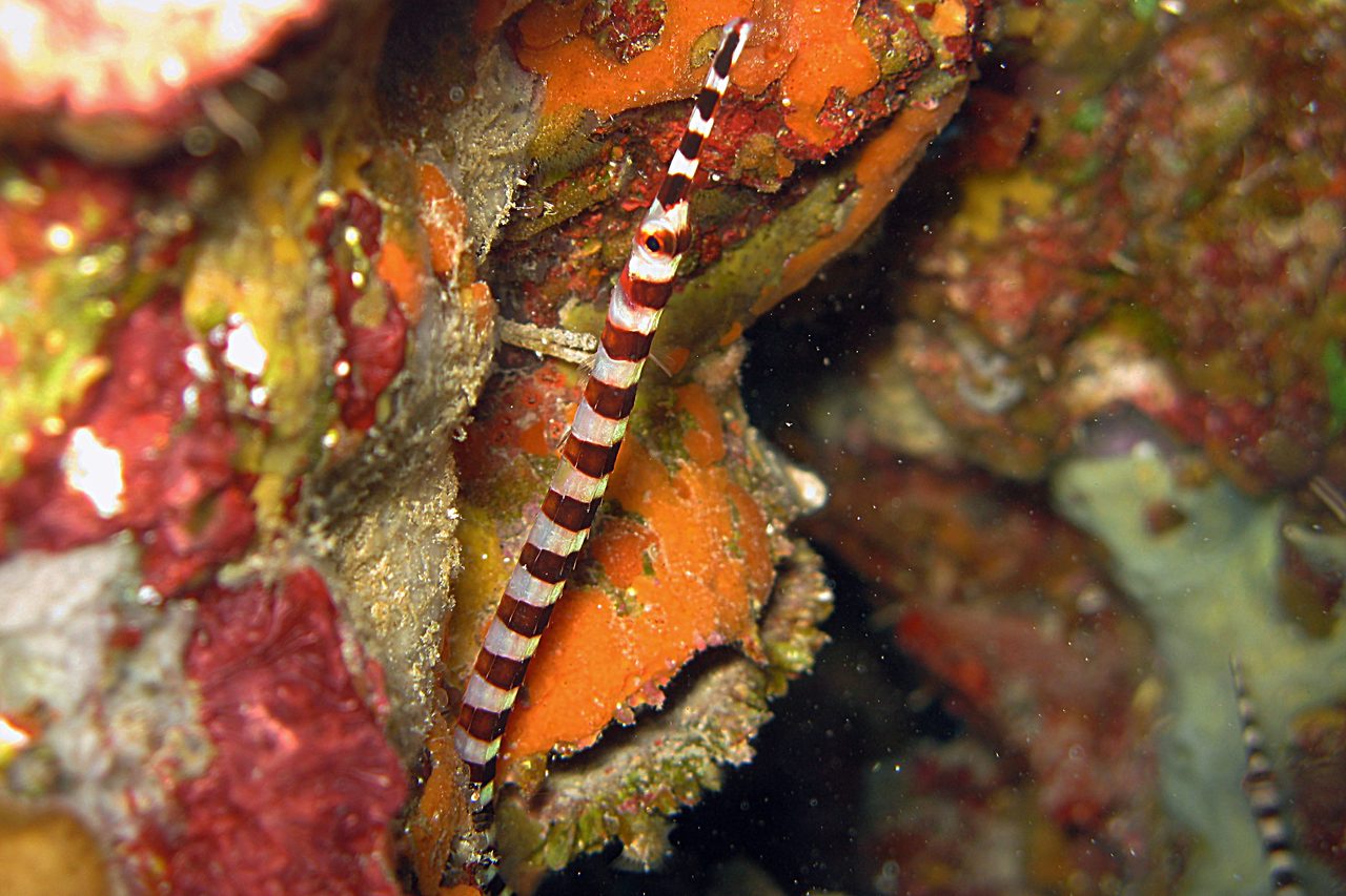 Boyle's Pipefish