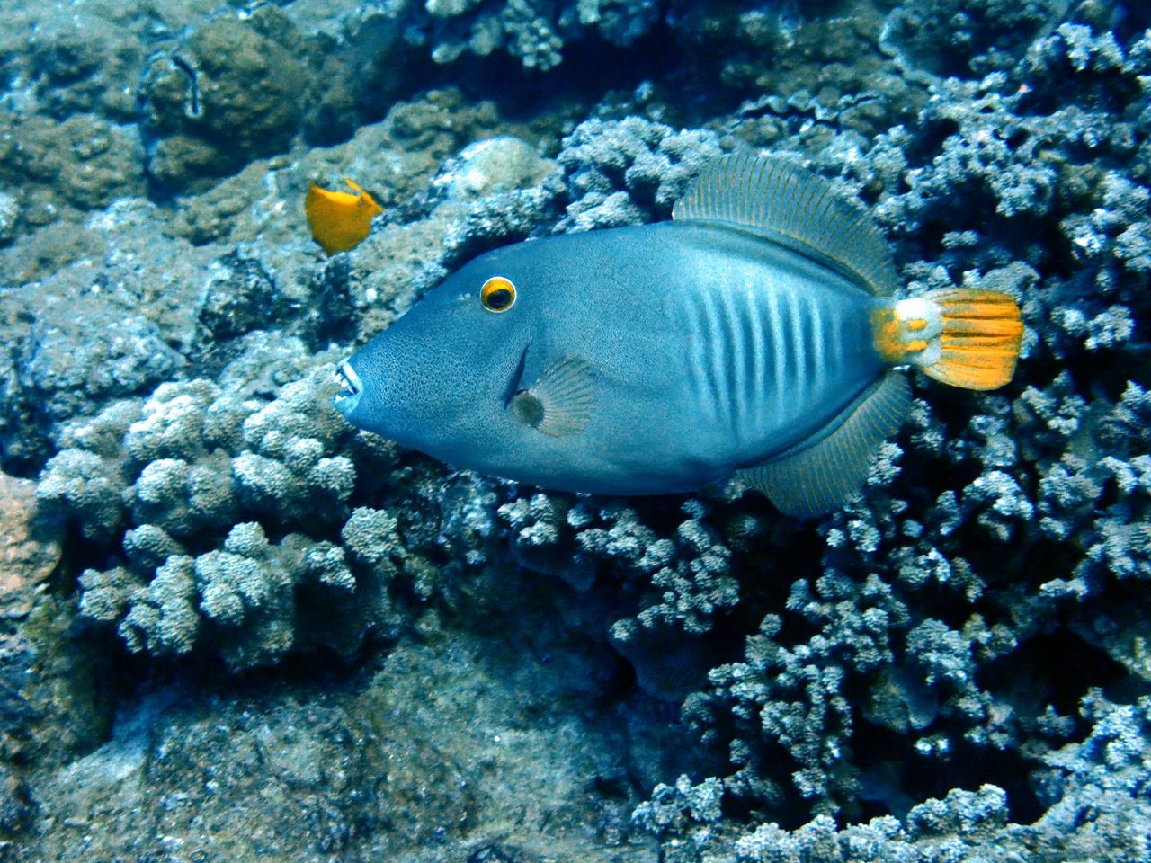 Clown Filefish