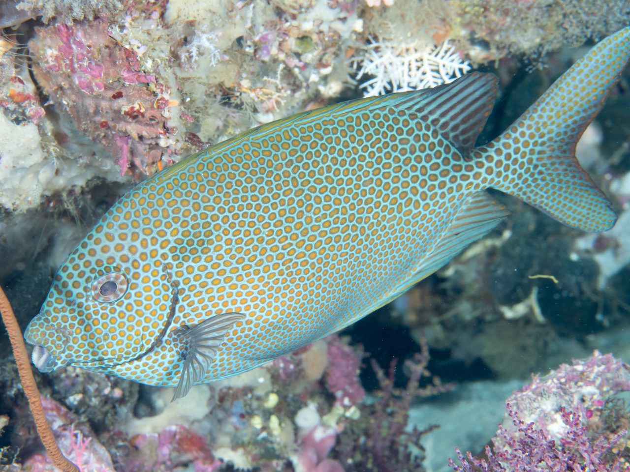 Goldspotted Rabbitfish