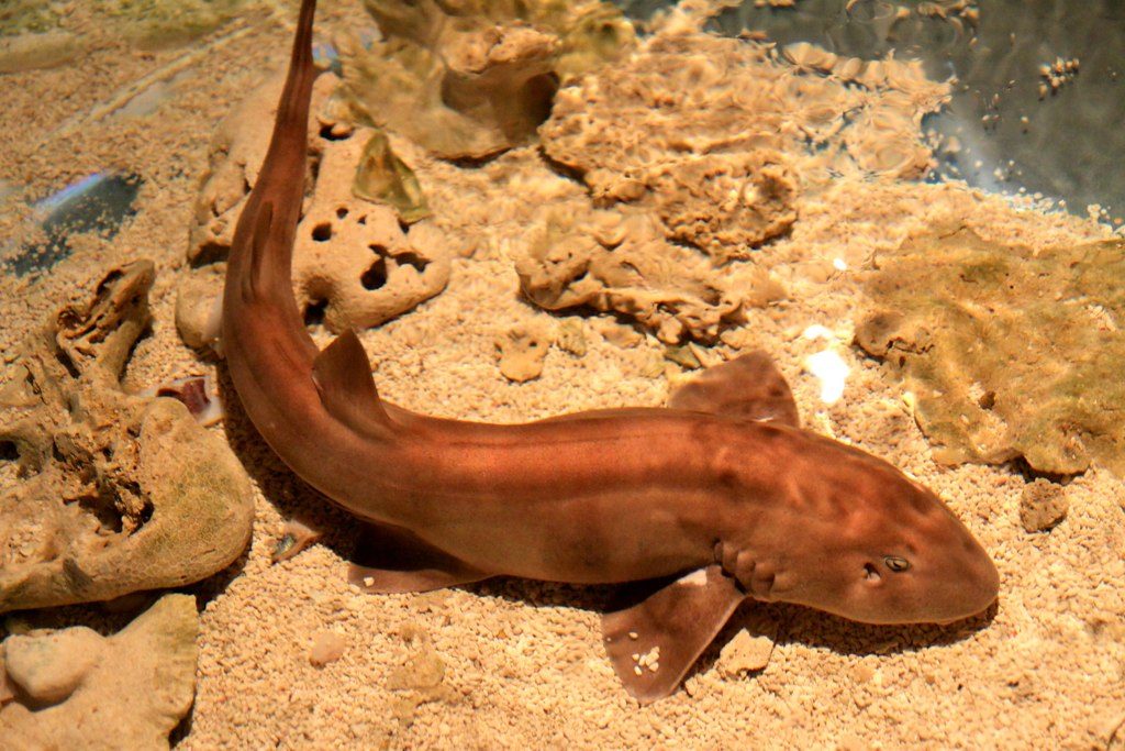Bamboo Shark
