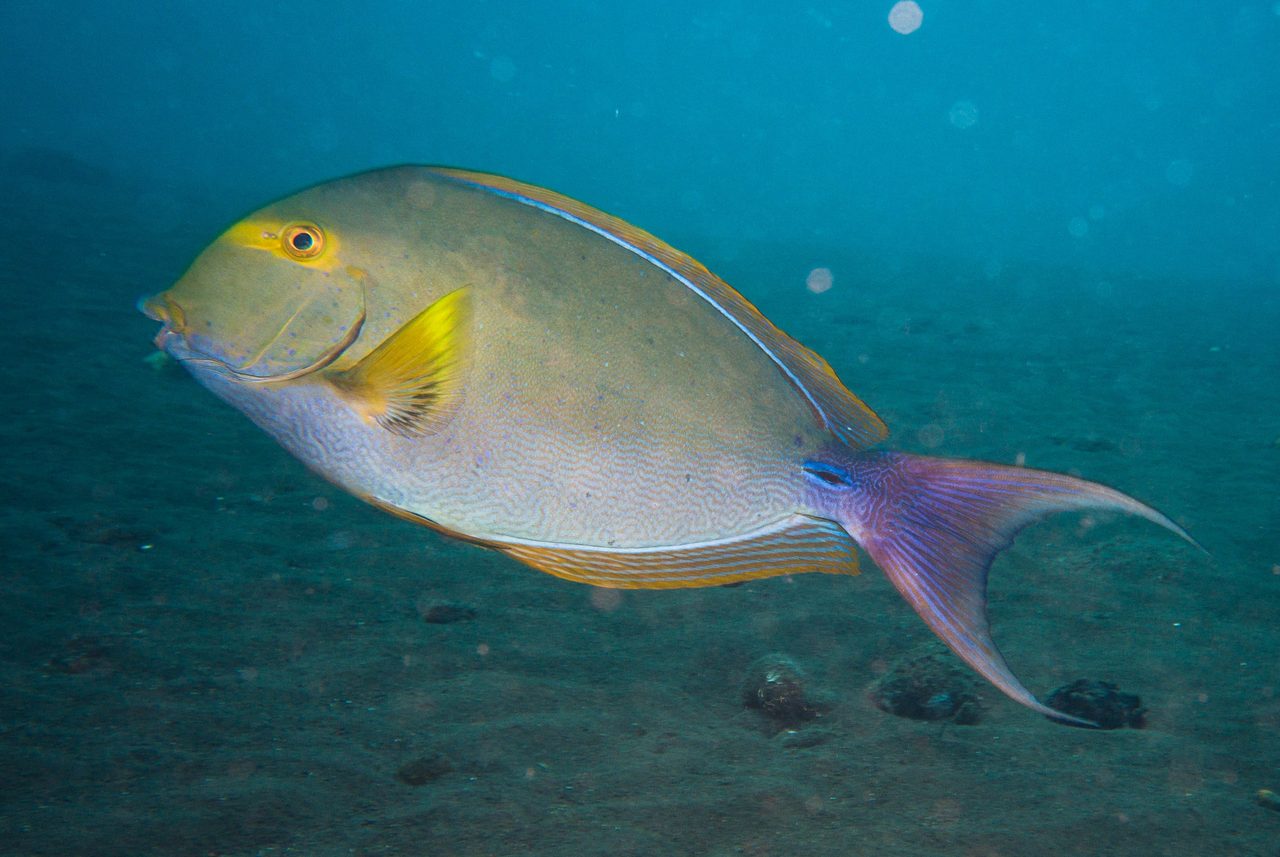 Yellowfin Surgeonfish