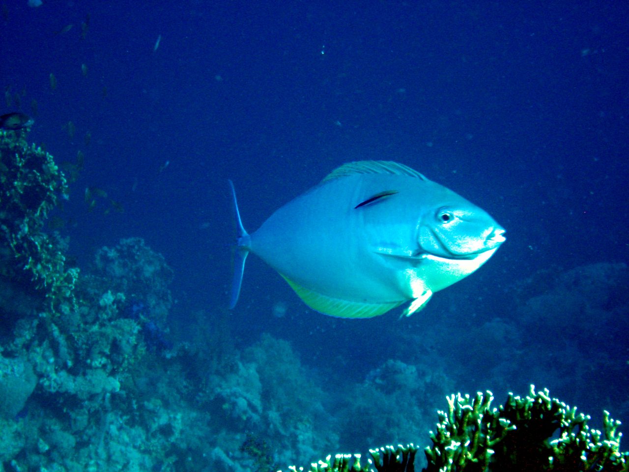 Elongate Surgeonfish