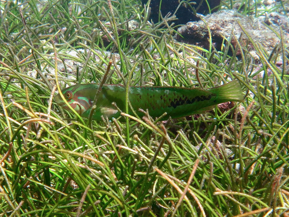 Sea Grass Wrasse