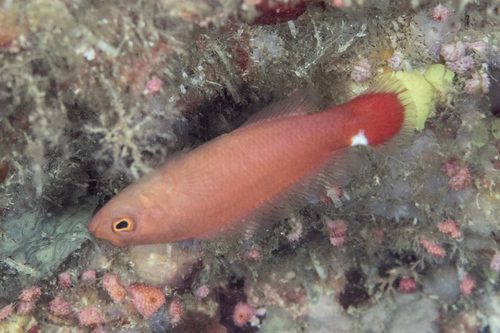 James' Dottyback