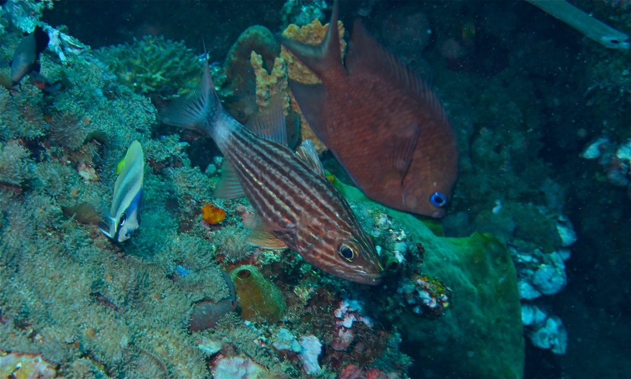 Large-Toothed Cardinalfish