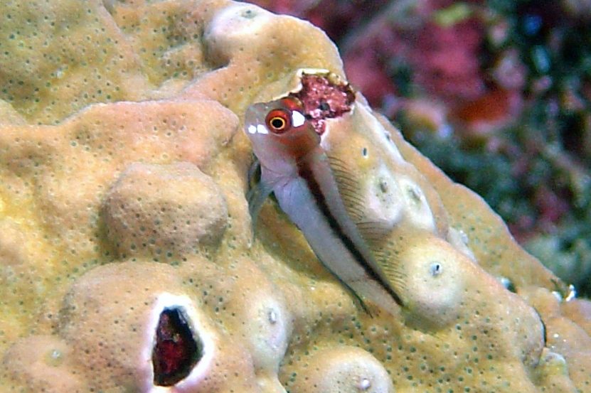 Barred Blenny