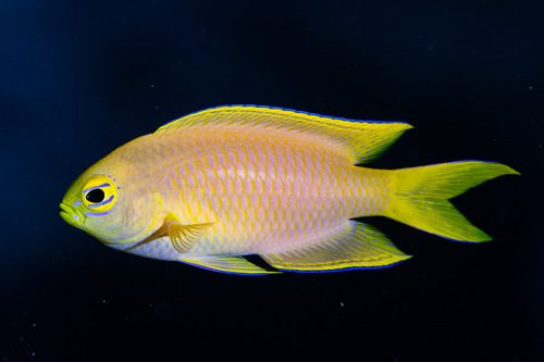 Canary Deep Water Damsel