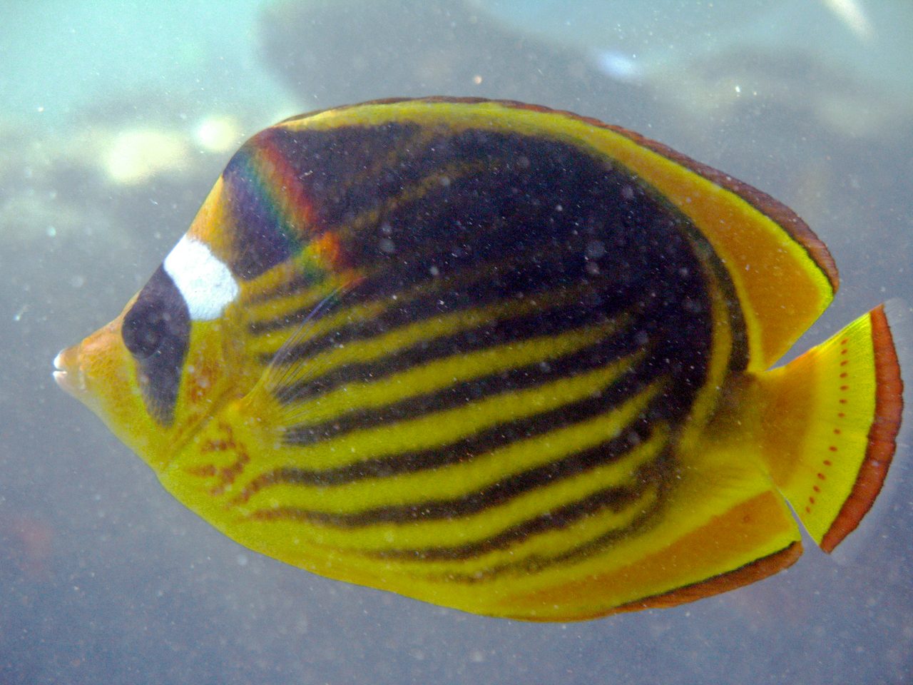 Red Sea Butterflyfish