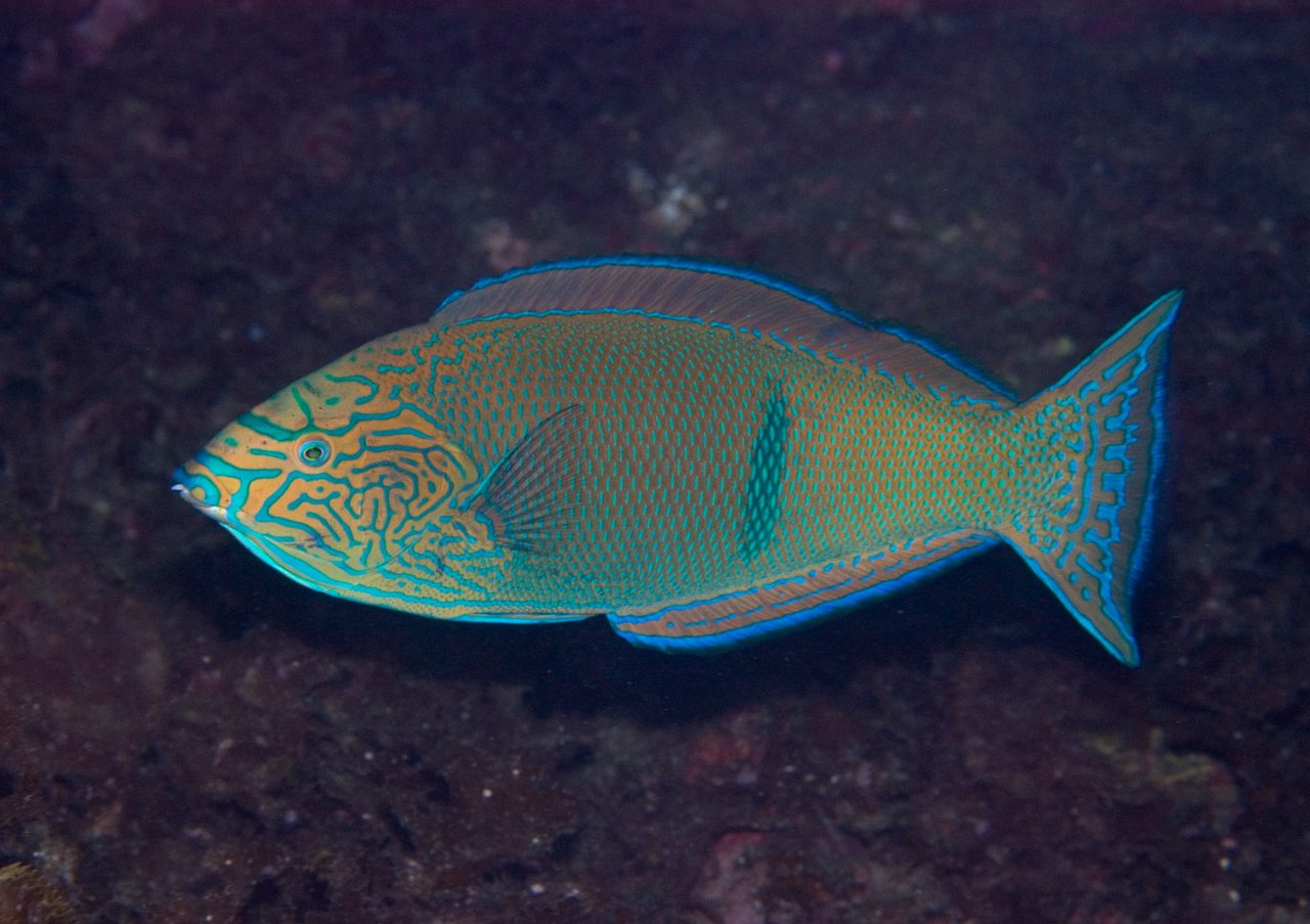 Geographic Wrasse