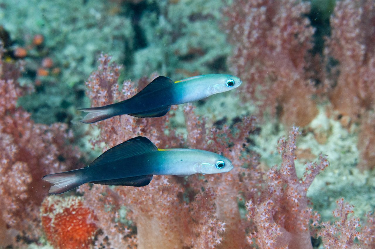 Beautiful Dartfish