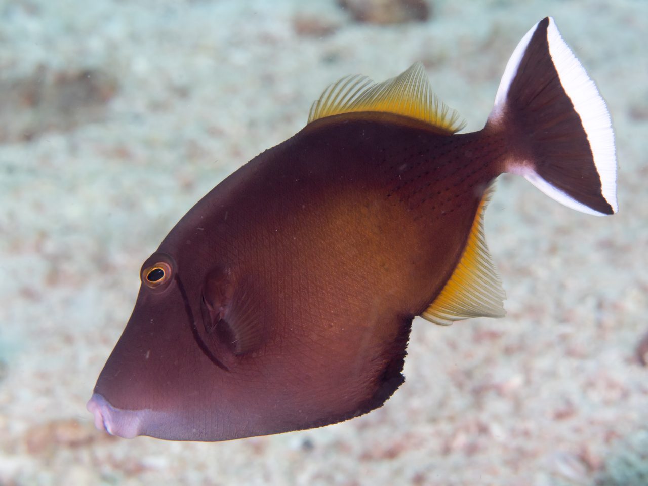 Halfmoon Triggerfish