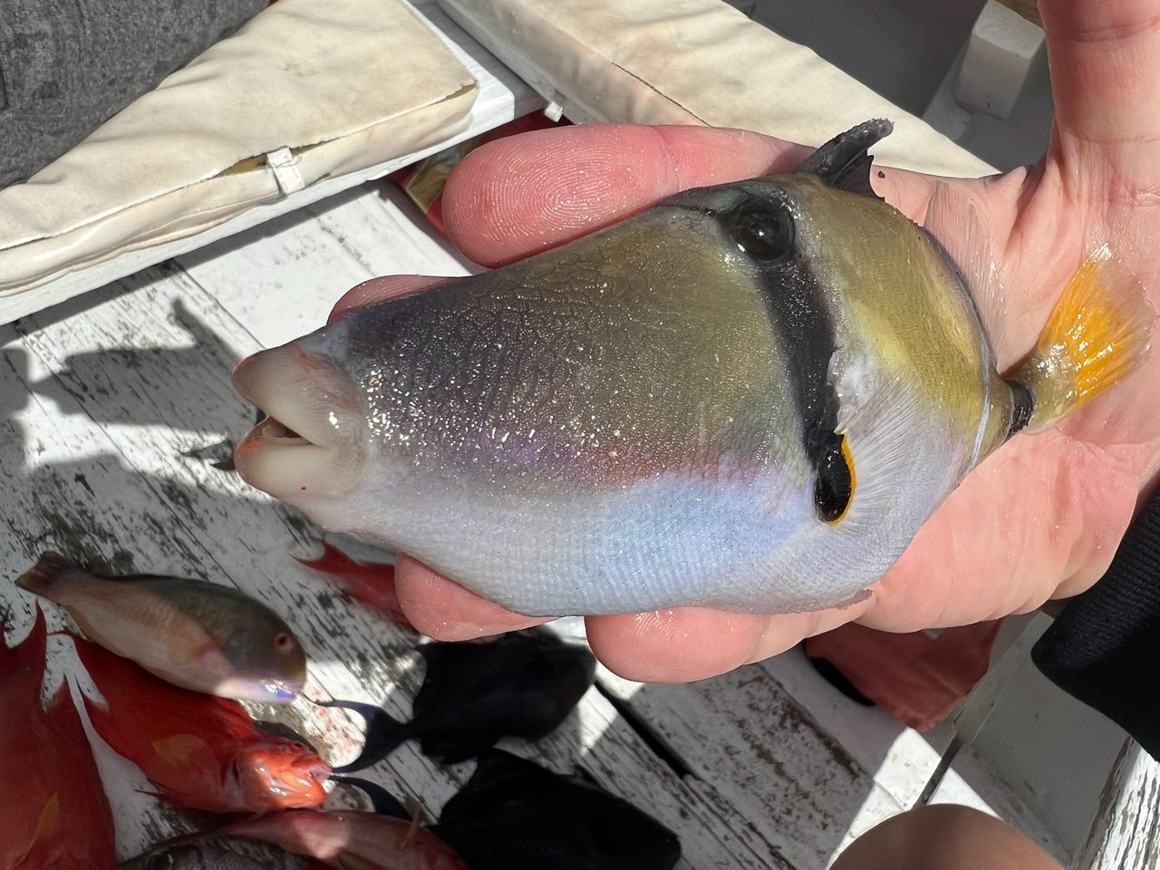 Gray Triggerfish