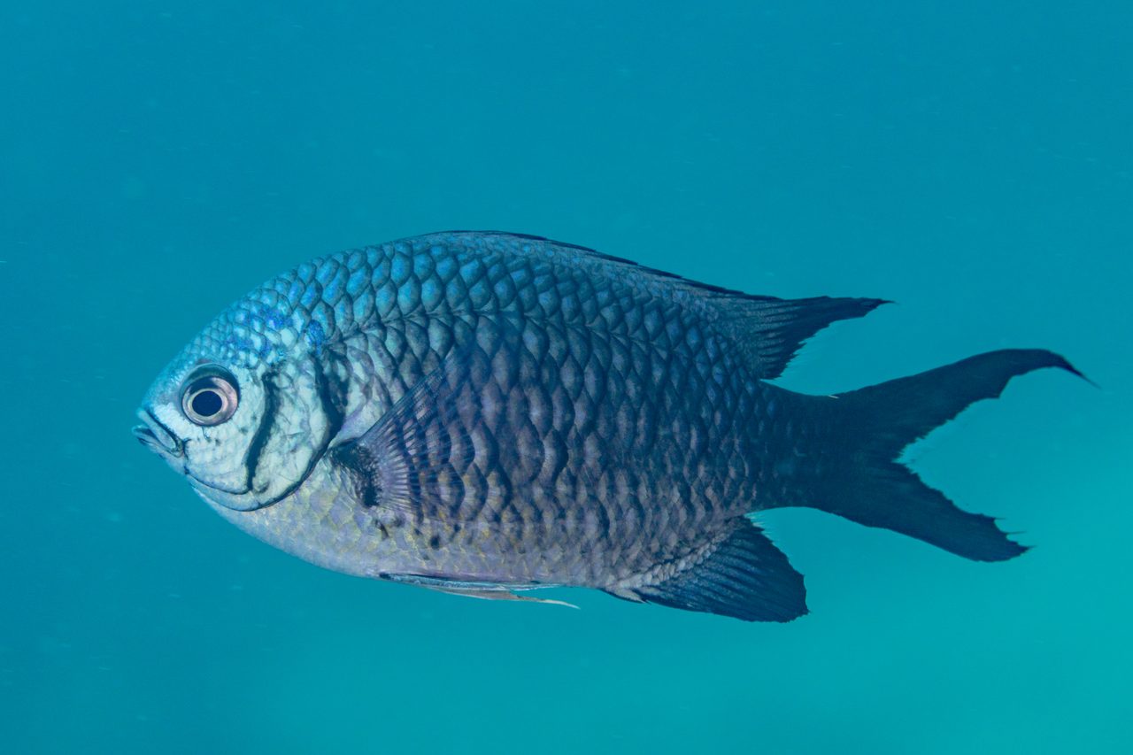 Webers Chromis