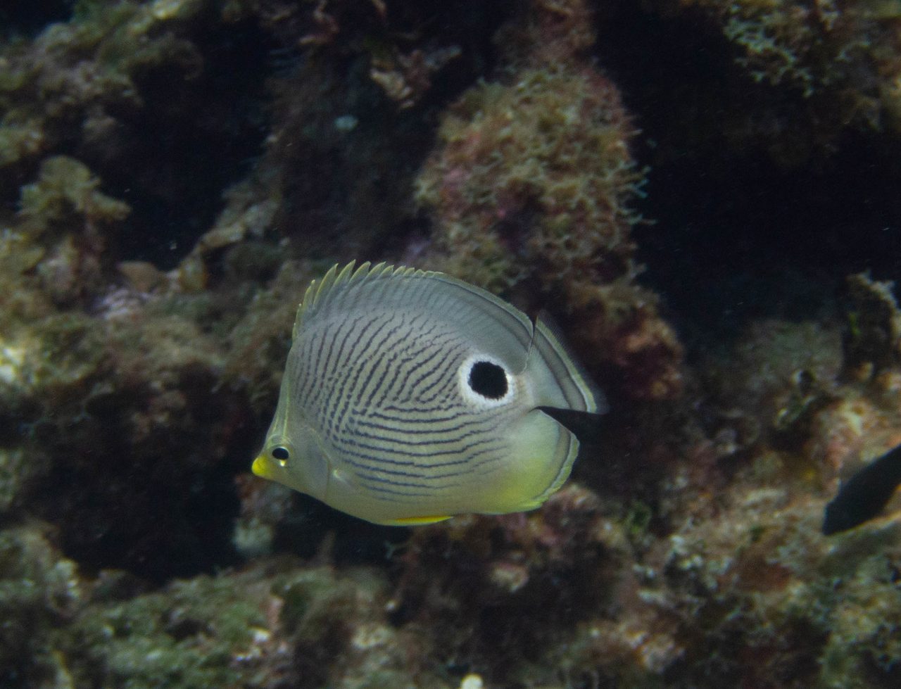 Foureye Butterflyfish