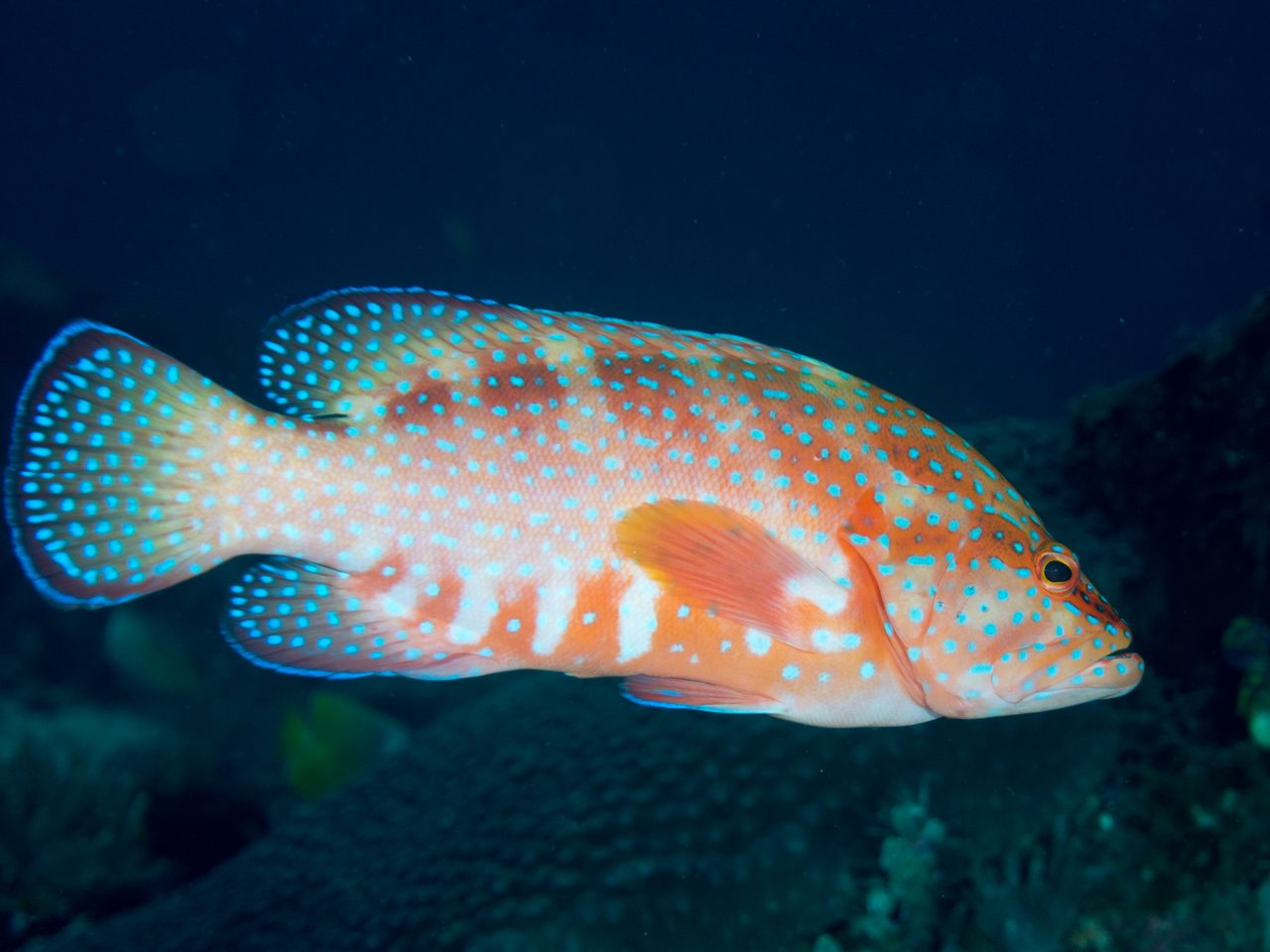 Coral Hind
